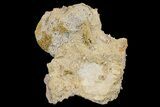 Fossil Coral Colony (Stylina & Thecosmilia) Association - Germany #157317-3